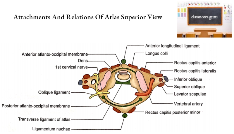 Vertebrae Attachments And Relations Of Atlas Superior View