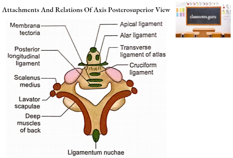 Vertebrae Attachments And Relations Of Axis Posterosuperior View