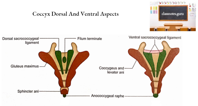 Vertebrae Coccyx Dorsal And Ventral Aspects