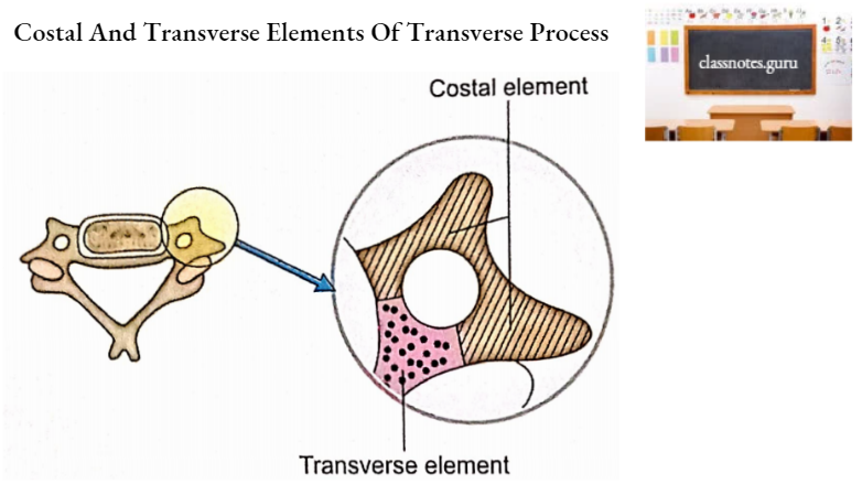 Vertebrae Costal And Transverse Elements Of Transverse Process