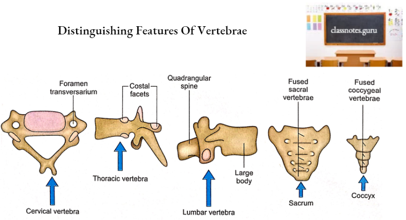 Vertebrae Distinguishing Features Of Vertebrae