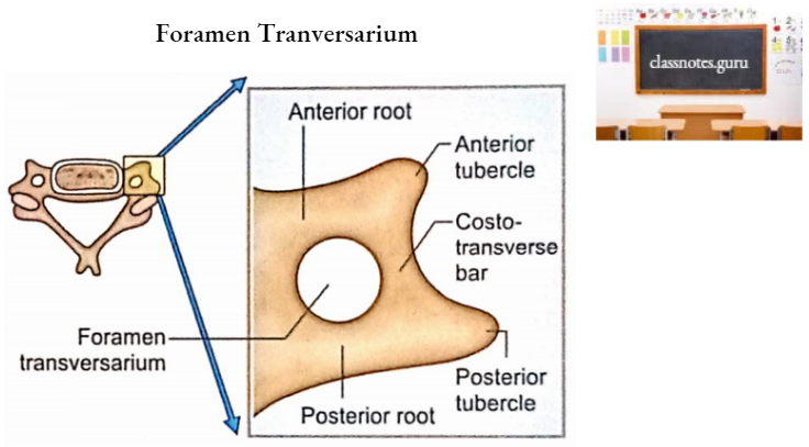 Vertebrae Foramen Tranversarium