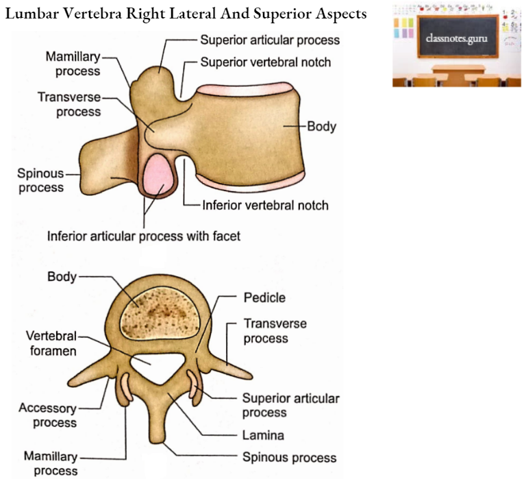 Vertebrae Lumbar Vertebra Right Lateral And Superior Aspects