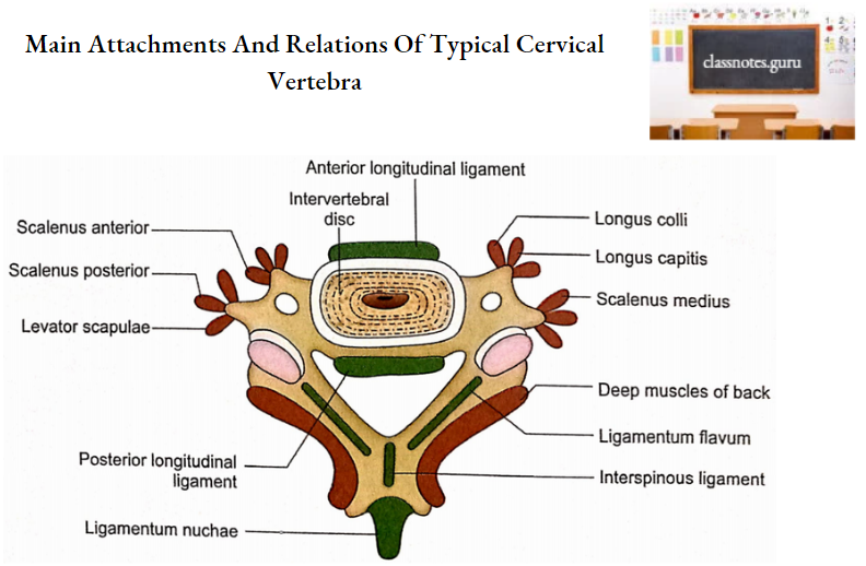 Vertebrae Main Attachments And Relations Of Typical Cervical Vertebra