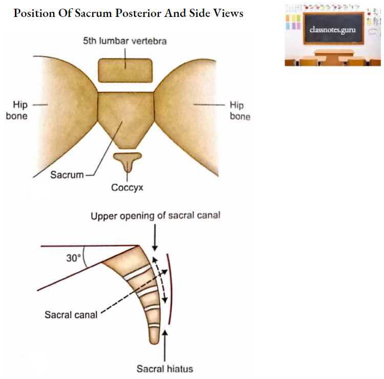 Vertebrae Position Of Sacrum Posterior And Side Views