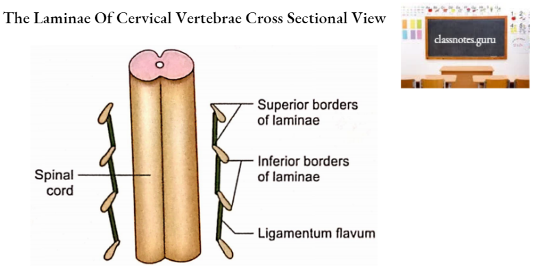 Vertebrae The Laminae Of Cervical Vertebrae Cross Sectional View
