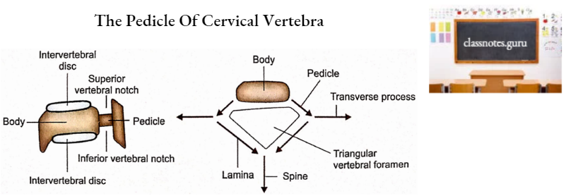 Vertebrae The Pedicle Of Cervical Vertebra