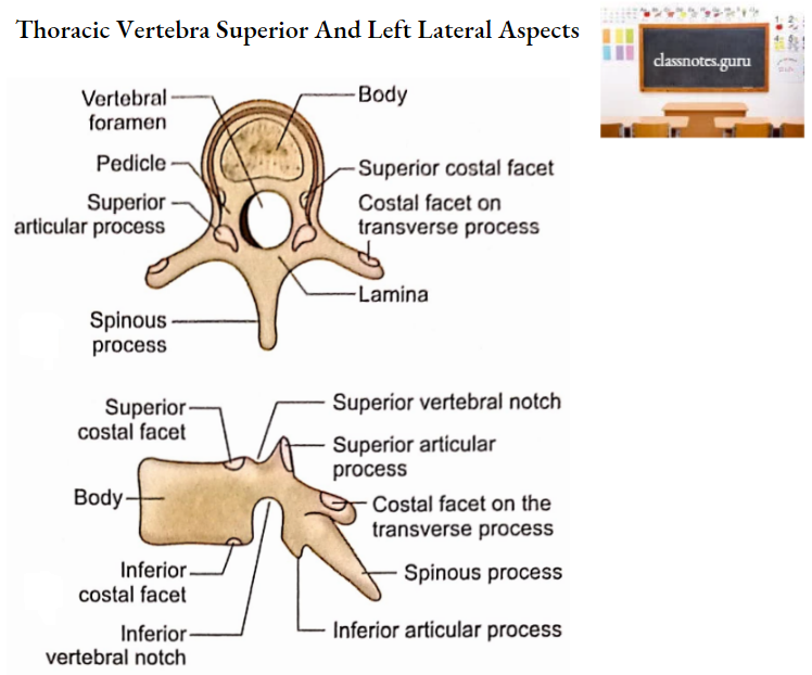 Vertebrae Thoracic Vertebra Superior And Left Lateral Aspects
