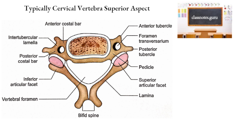 Vertebrae Typically Cervical Vertebra Superior Aspect