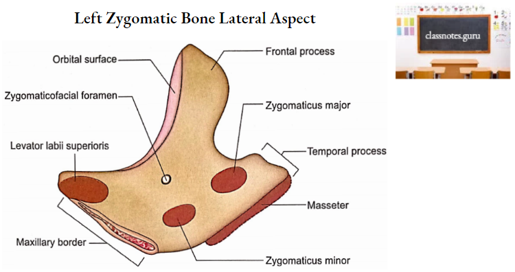 Zygomatic Bones Left Zygomatic Bone Lateral Aspect