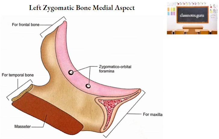 Zygomatic Bones Left Zygomatic Bone Medial Aspect