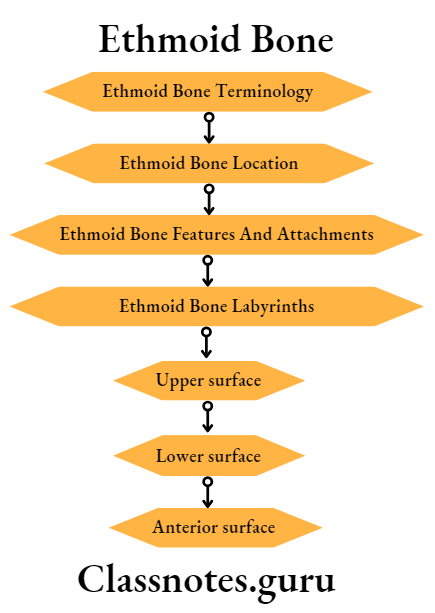 Ethmoid Bone Terminology