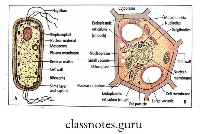 A. Bactarial (Prokaryotic) Cell; B. Plant (Eukaryotic) cell