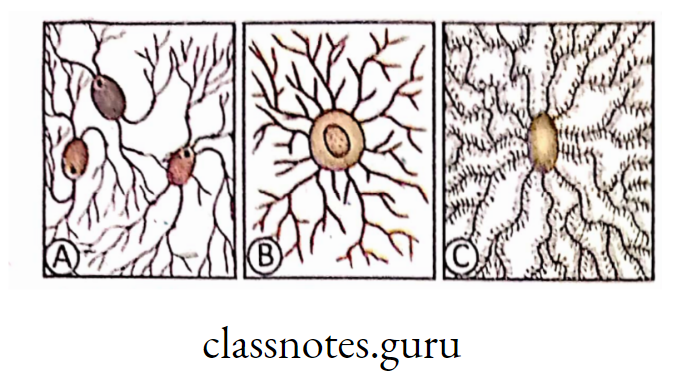 A. Oligodendroglia, B. Astrocytes and C. Microglia
