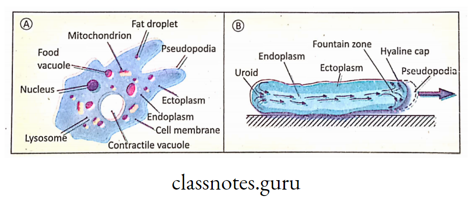 A. Structure of Amoeba and B. Formation of pseudopodia in Amoeba