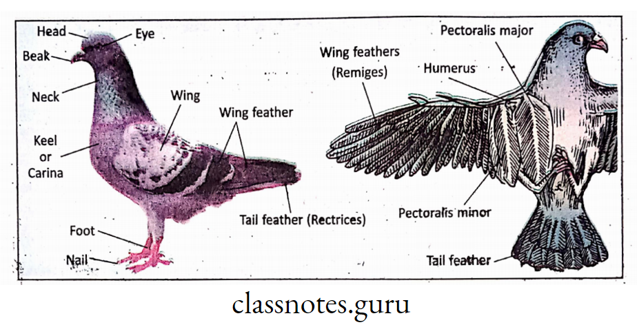 A. Wings, feathers in pigeon; B. Flight muscles in pigeon