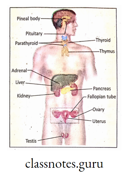 Anatomical positions of some endocrine glands in humsn body