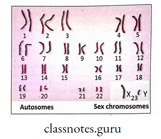 Autosomes and Sex chromosomes in man