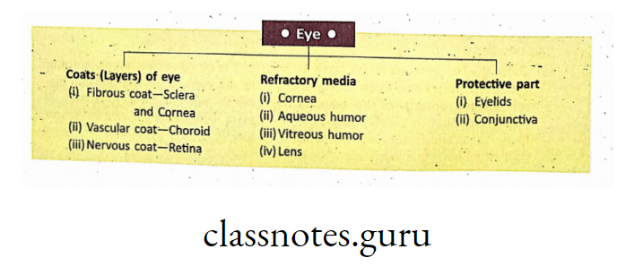 Chart showing the main parts of Eye