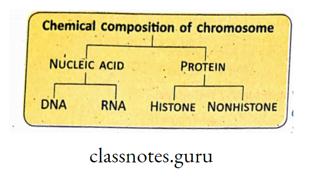 Chemical composition of chromosome