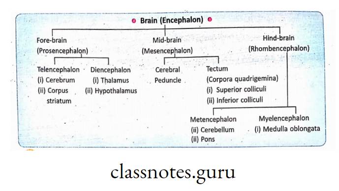 Components(different parts) of Brain