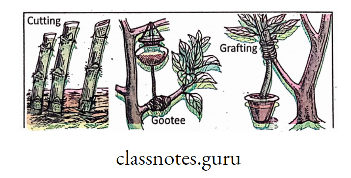 Cutting and grafting in plants.