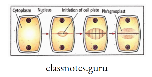 Cytokinesis in plant cell.