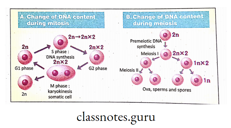 DNA content during mitosis and meiosis.