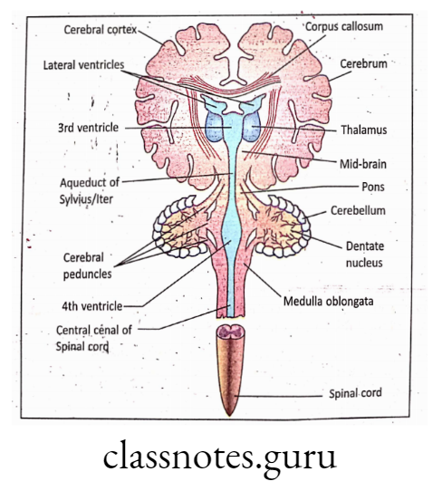 Details of internal structure of brain showing ventricles