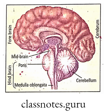 Diagram showing Fore brain