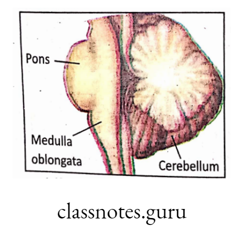 Diagram showing location of cerebellum