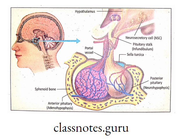Diagram showing location of pituitary gland