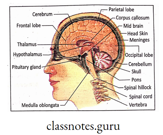 Diagram showing structure and location of brain in skul