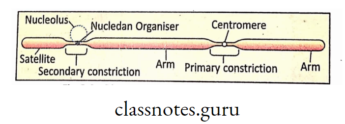 Diagramatic structure of Chromosome