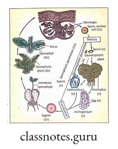Diagrammatic life cycle of Dryopteris.