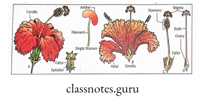 Different parts of a typical flower (Hibiscus rosasinensis).