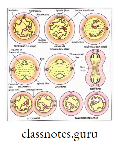 Different phases of mitosis in animal cell