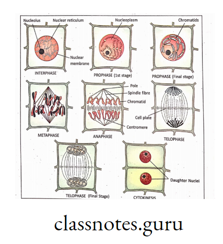 Different phases of mitosis in plant cells.