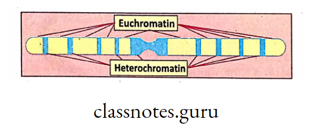 Distribution of euchromatin and heterochromatic in a chromosome