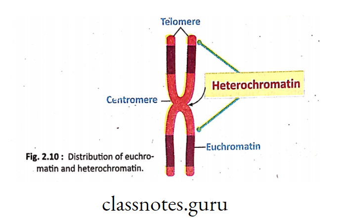 Distribution of euchromatin and heterochromatin