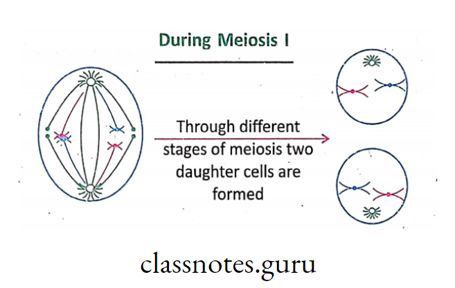 During Meiosis I