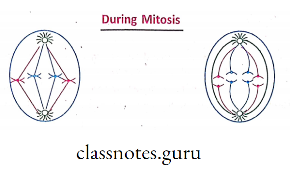 During Mitosis