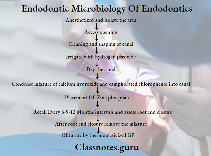 Endodontics Miscellaneous Apexification Procedure