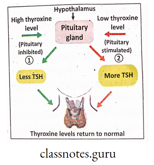Feed back control of TSH and Thyroxine
