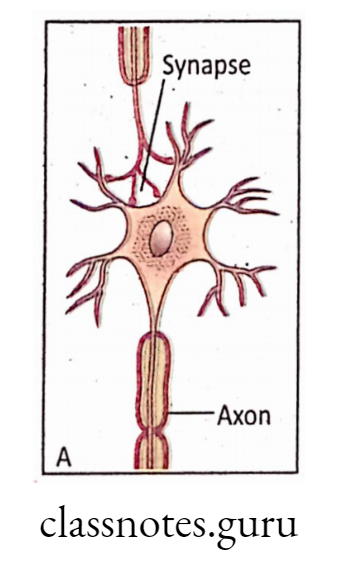 Formation of synapse between two consecutive neurons