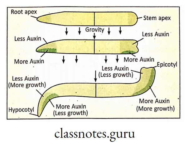 Gravity is thought to cause redistribution of auxin