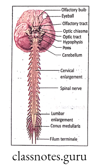 Gross anatomical structure of nervous system