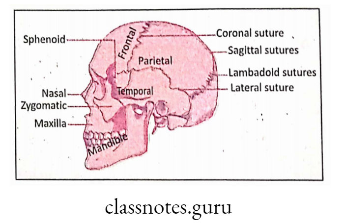 Immovable joint (suture) of skull in man