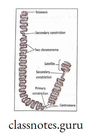 Internal structure of Chromosome.