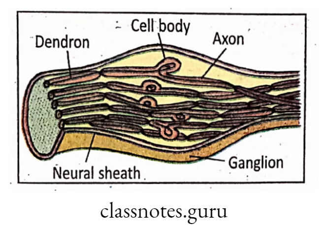 Internal structure of a ganglion